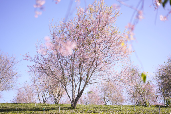 MÙA MAI ANH ĐÀO - KỲ 2: Lễ hội Mai Anh Đào online....