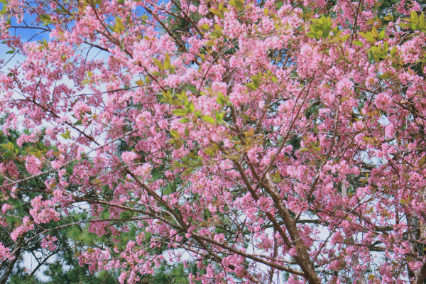 MÙA MAI ANH ĐÀO - KỲ 3: MAI ANH ĐÀO ĐÀ LẠT