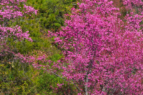 MÙA MAI ANH ĐÀO - KỲ 1: Mai anh đào bản Mí Háng đang vào mùa - sắc hồng khắp trời Mù Cang Chải